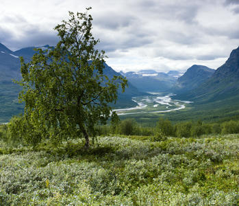 Birch and Rapaselet, Sarek National Park