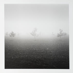 Apple orchard and fog