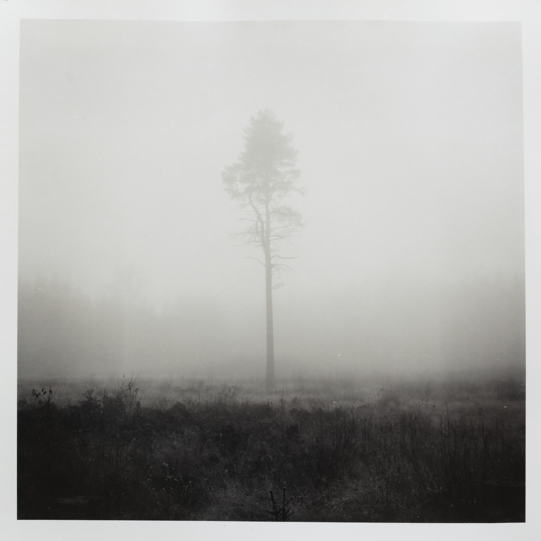Long pine and fog