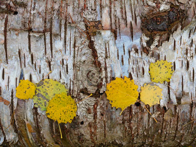 Birch log and leaves