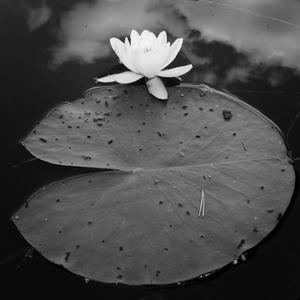 Water lily and clouds