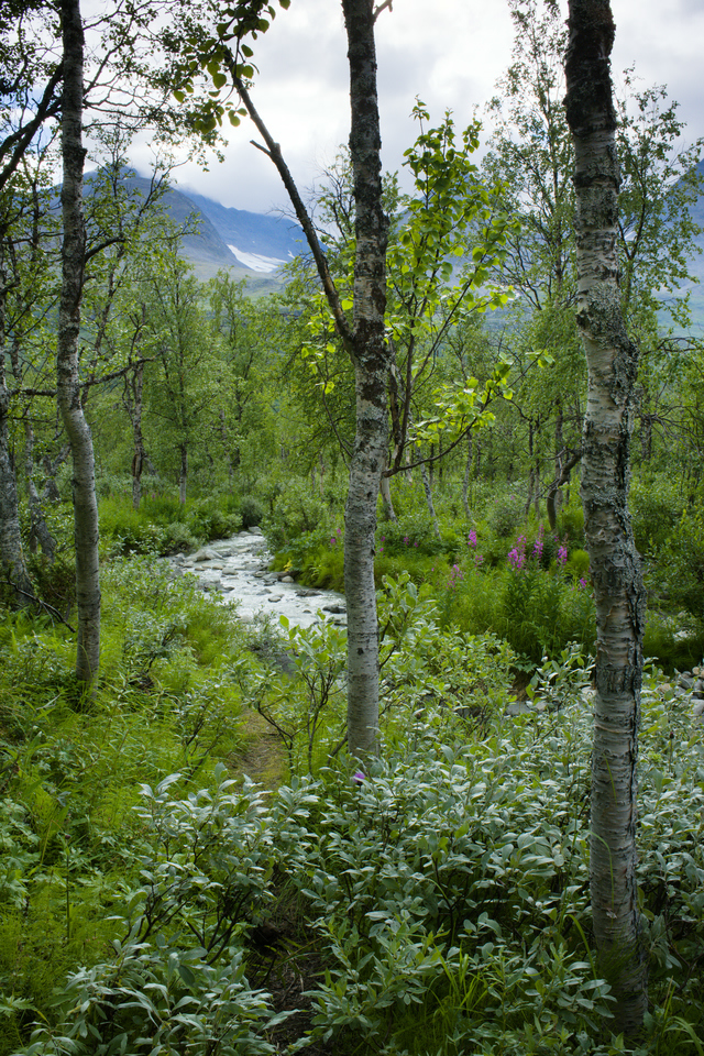 Stigen längs Alep Vássjájågåsj